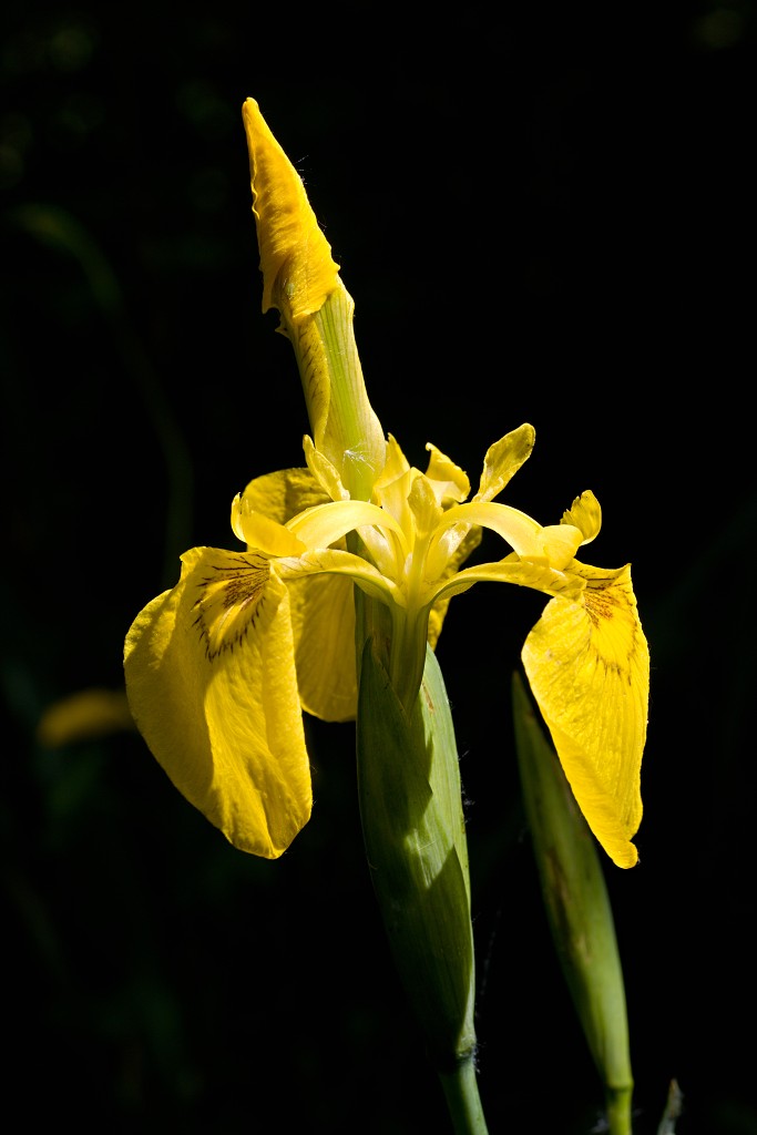 voornes duin tenellaplas Quackjeswater natuur natuurgebied natuurmonumenten hdr duinen Zuid Hollands landschap polder bossen natuurreservaat Natura 2000